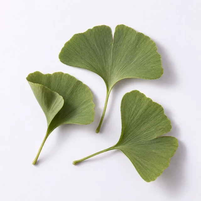 Ginkgo Ekstresi (Ginkgoflavoglikozitler) — temsili hammadde görseli